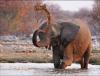 Africa Nature Animals (8)